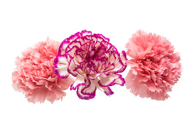 carnation flower isolated