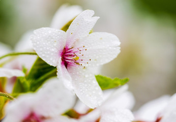 Obraz premium Kirschbaumblüte