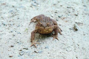 earth toad walking