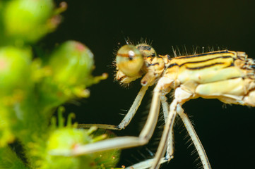 Closeup photography dragonfly. Eating insect