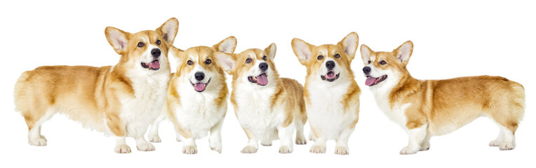 dog on a white background