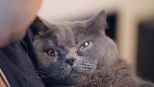 British Cat Bites A Man Close-up. Man Holding A Cat.