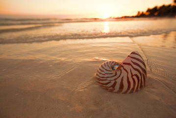nautilus shell on beach in sunrise light, seascape