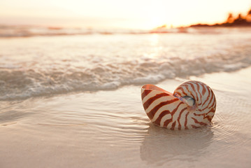 nautilus shell on beach in sunrise light, seascape