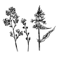 drawing set meadow and field flowers, hand-drawn sketch vector illustration