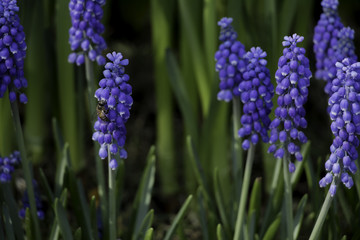 Hyacinth Flower and Bee on winter