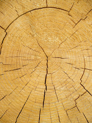 Fototapeta premium Cross kickback of a pine log
