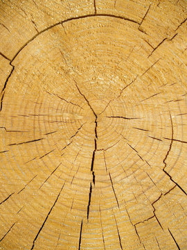 Cross kickback of a pine log