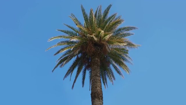 Palm tree on a blue sky. Tropical nature background 