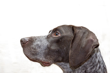 German Shorthaired dog