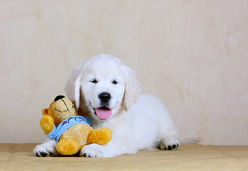 Cute Happy Puppy is a soft toy. White dog on a beige background. Retriever plays. Joyful Labrador.