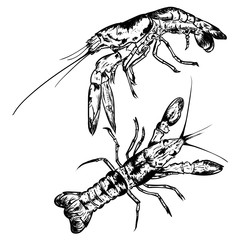 Vector vintage shrimp drawing on a white background. Hand drawn