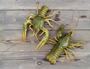 Live crayfish on a wooden surface of a table, top view
