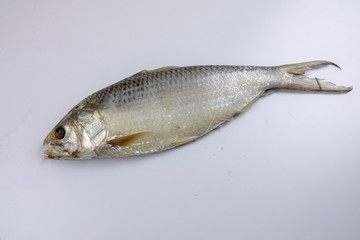 Raw salted fish isolated on white
