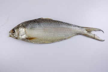 Raw salted fish isolated on white