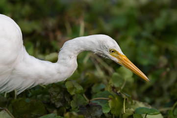 Egret