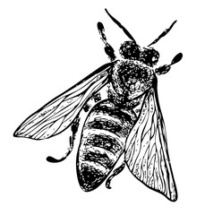 Hand drawn bee. Vector graphic illustration.