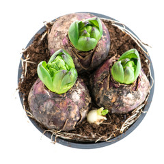 germ of hyacinth in a pot close-up top view isolated