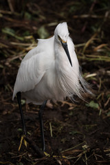 White heron