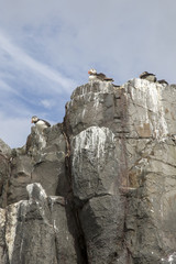 Puffin Nesting on Farne Islands, Northumberland