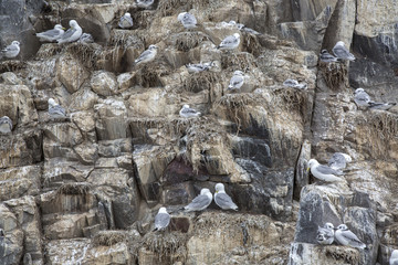 Terns Nesting on Farne Islands, Northumberland