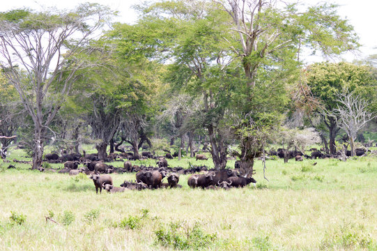 Herd of buffalo in the shade of a tree