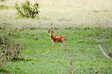 Hirola staring at a dead tree