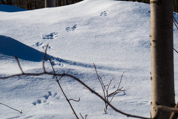 Little paws on the snow behind some tree branches. Quebec, Canada.