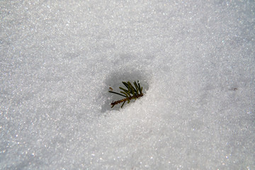 Simple tree thorns on the snow. Ice's melting around these fallen ones. Quebec, Canada.