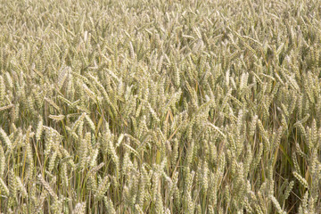 Wheat Field Background