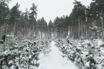 Snowy landskape in pine winter forest