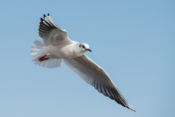 Black-headed Gull, Chroicocephalus ridibundus