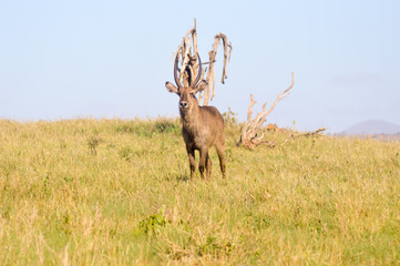 Topi staring at a dead tree in