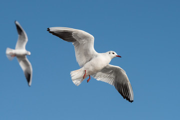 Black-headed Gull, Chroicocephalus ridibundus