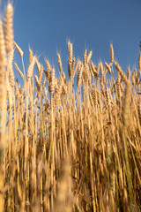 Ears of wheat growing on the field