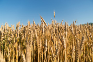 Ears of wheat growing on the field