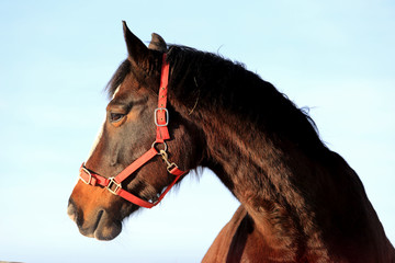Head of Beautiful Bay Horse