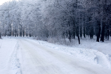 winter forest with the footpath covered by hoarfrost