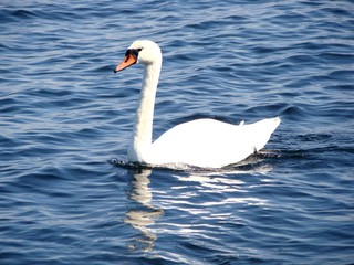 Swan