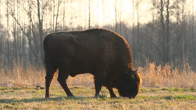 wild bison in the wild, nature series 