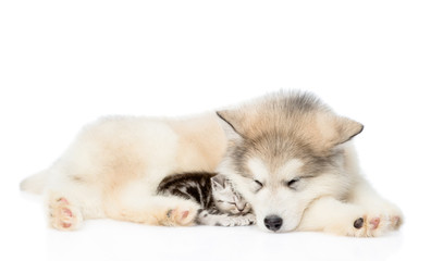 puppy and cat sleeping together. isolated on white background