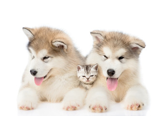 Two Alaskan malamute puppies lying with tiny kitten. isolated on white 
