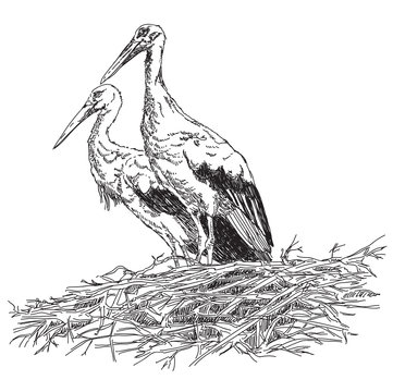 recommend clip art: Storks couple in the nest vector illustratoin