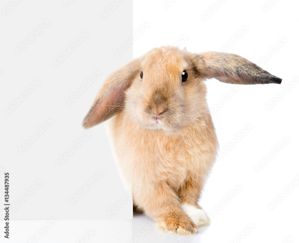 Aufkleber Rabbit peeks out from behind a blank banner. Isolated on white 