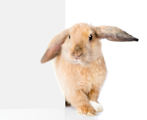 Rabbit peeks out from behind a blank banner. Isolated on white 
