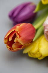 Bunte Tulpen in verschiedenen Farben, auf einer grauen Holzplatte liegend