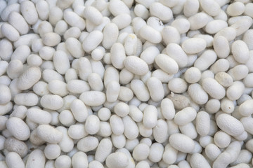 silk cocoons