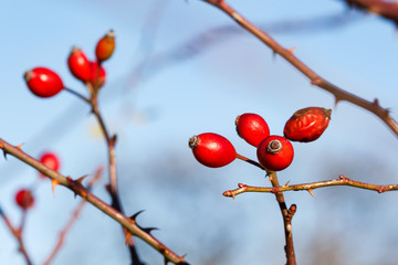 Closeup of wild rose hips on a shrub against the sky
