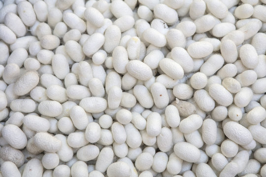 silk cocoons