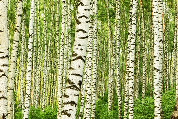 summer in sunny birch forest